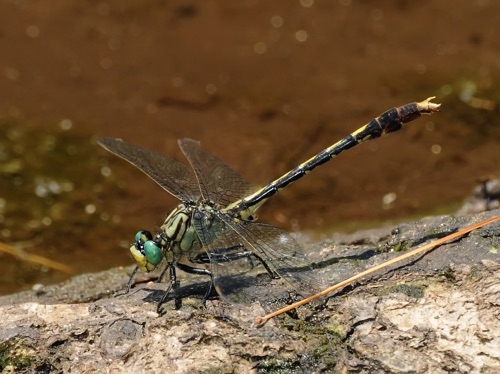 Male
28 June 2009  NC